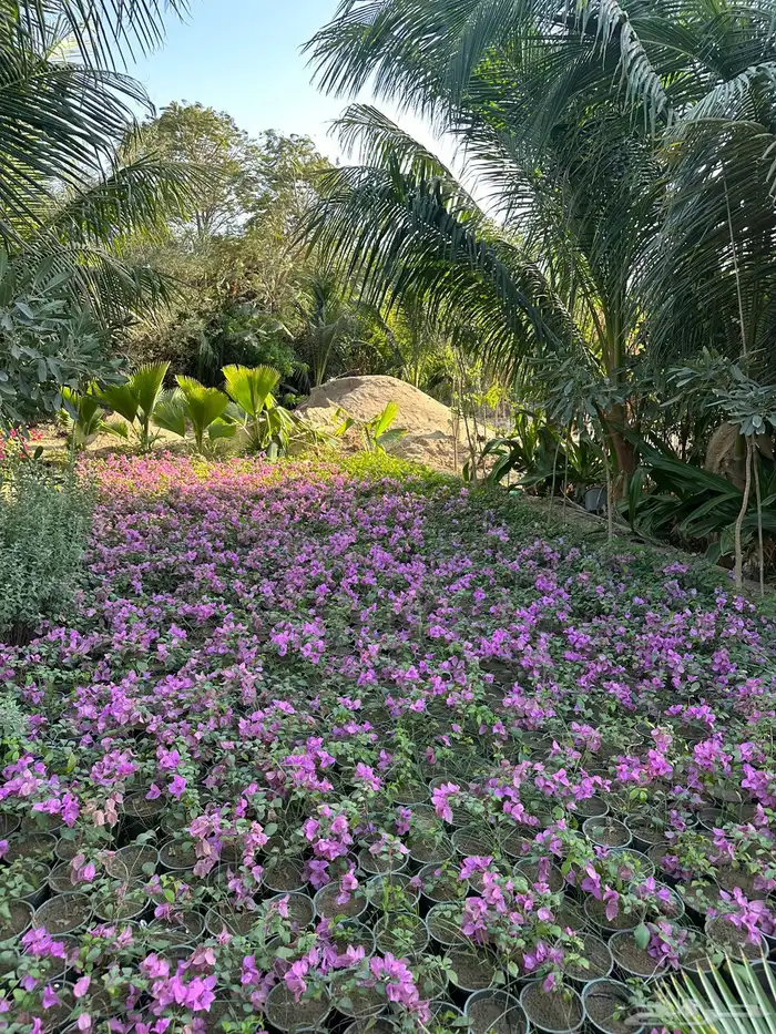 مشتل زراعي لبيع الاشجار بالجملة 2