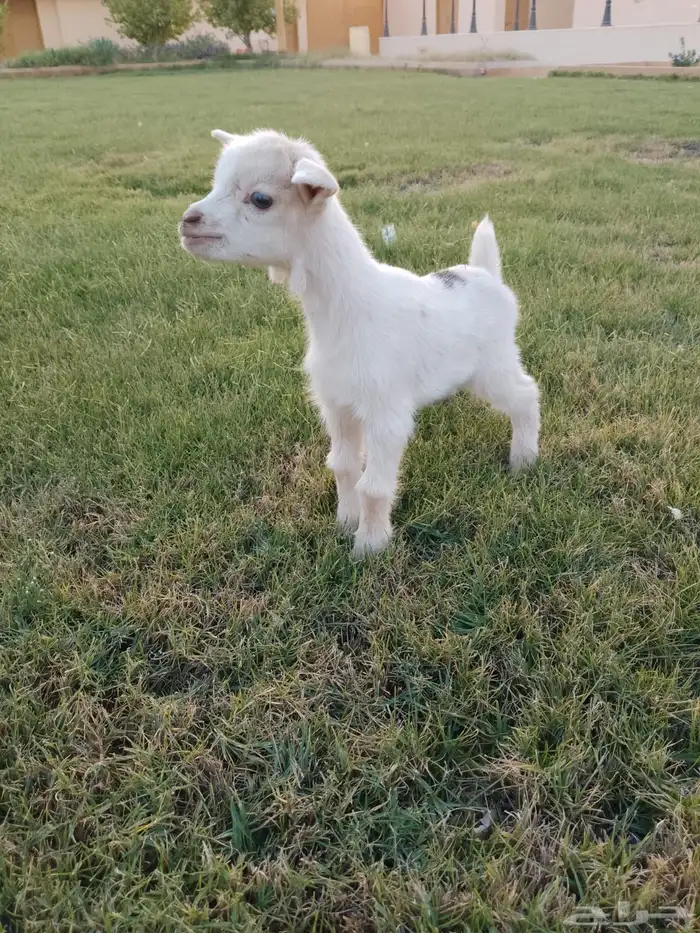 للبيع عناق قزمي تشيكي بيور 6