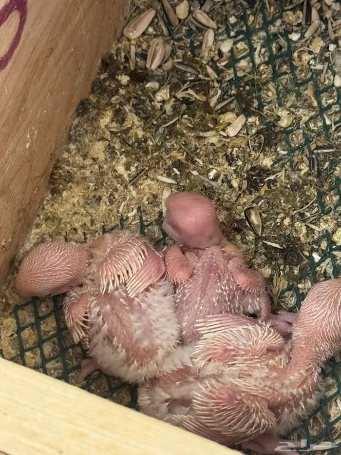 جوزين روز جوز معاه 4 فروخ وجوز معاه 3 فروخ 4