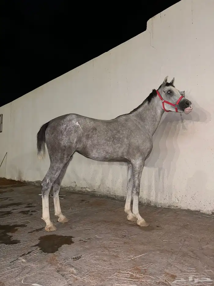 بسم الله ماشاء الله فرس ومهرتها من الفواخر 5