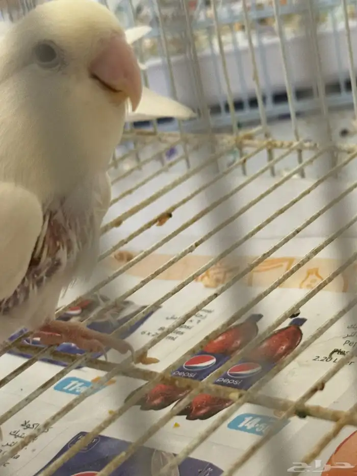 جوزين روز جوز معاه 4 فروخ وجوز معاه 3 فروخ 9