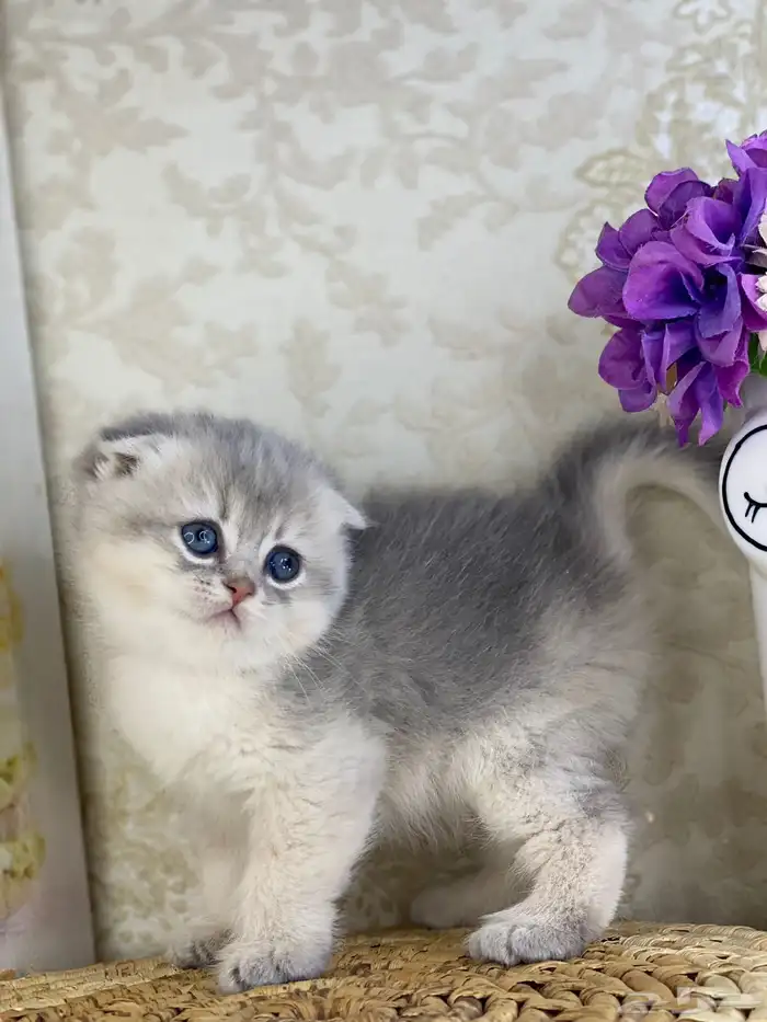 سكوتش فولد مستوى فاخر قطط صغيره قطوه انثى برتش كيتن قطوه قط 0