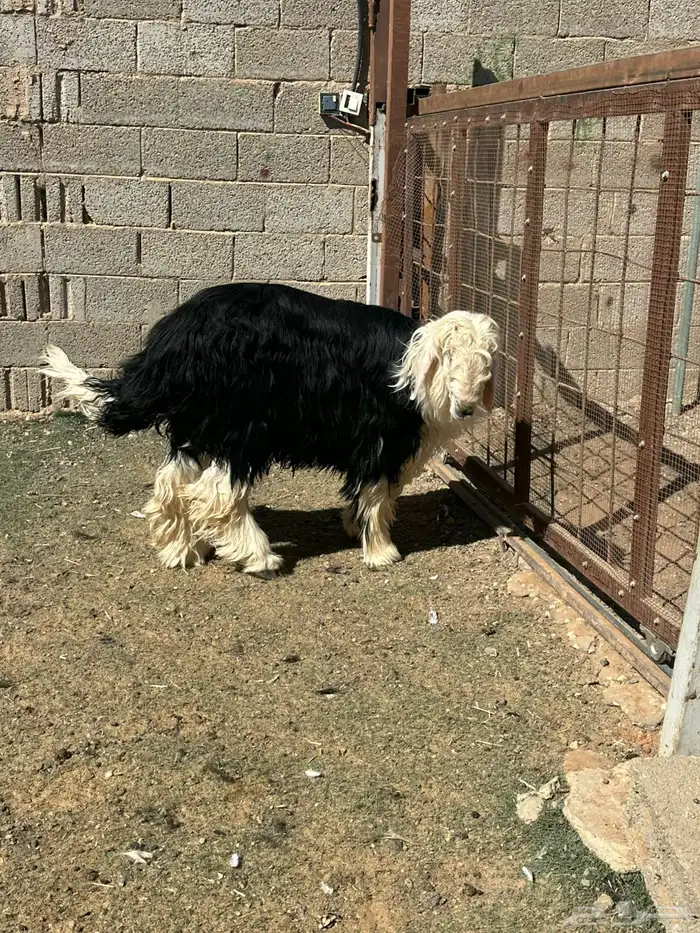 بيع اغنام متوفر تقصيد تابي وتمارا 5