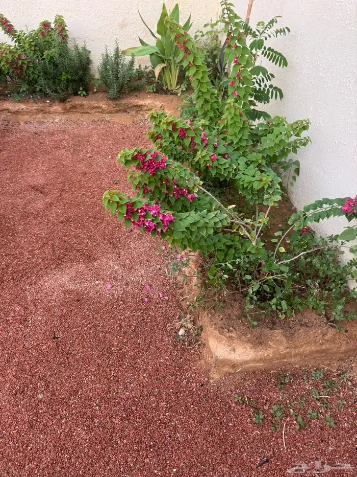 متجر بطحاء طابه الحمراء 2