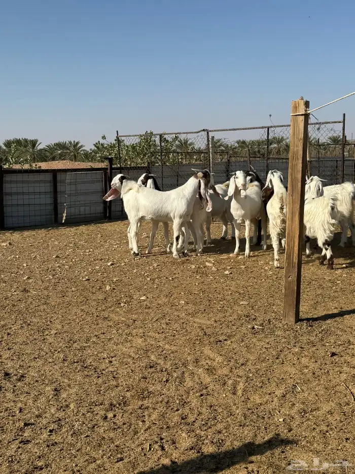 جفرات مشاريك صنف 1