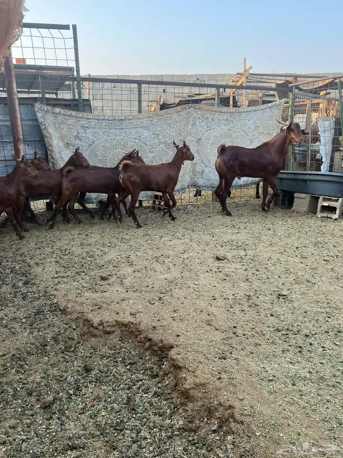 جفار محايلي 0