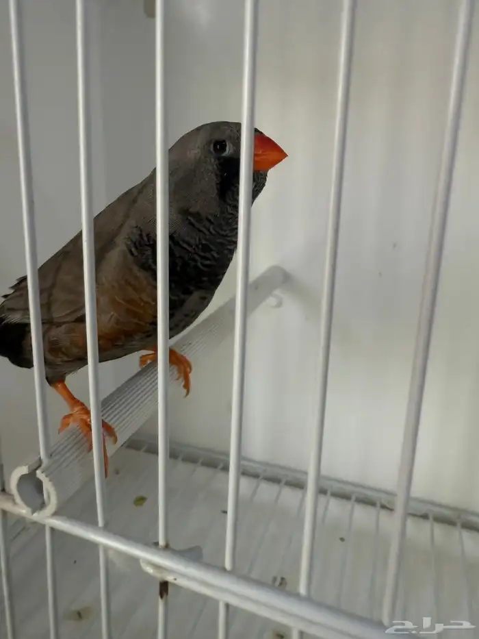 زيبرا شاركول لايت باك 0