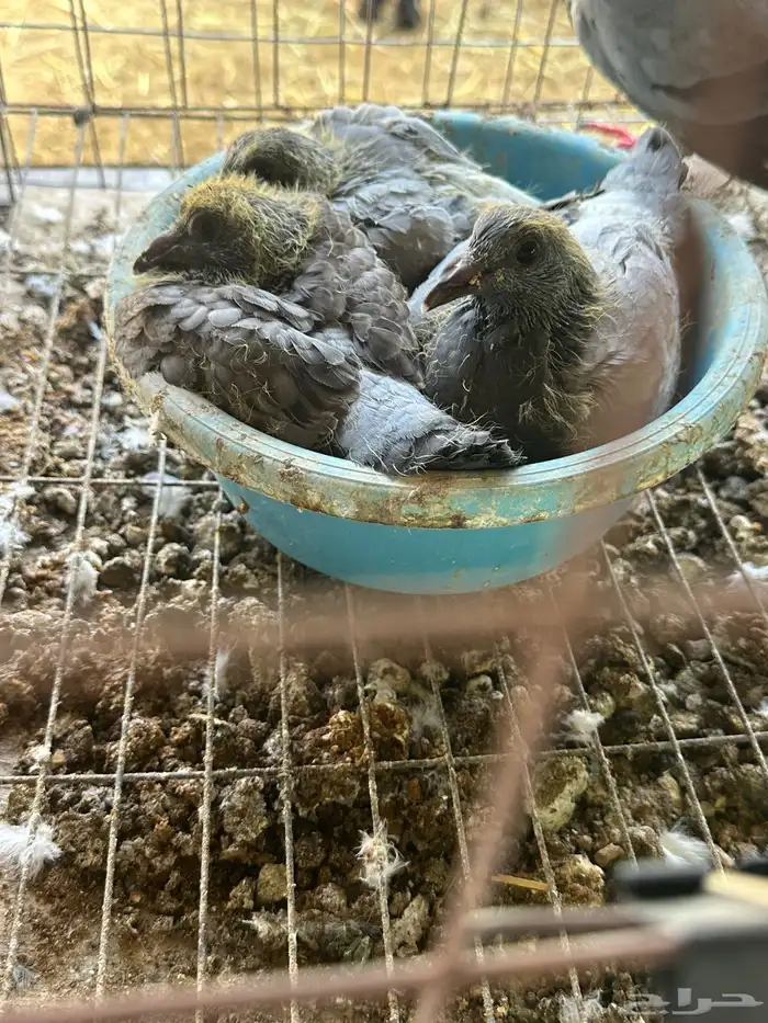 زغاليل زاجل 12