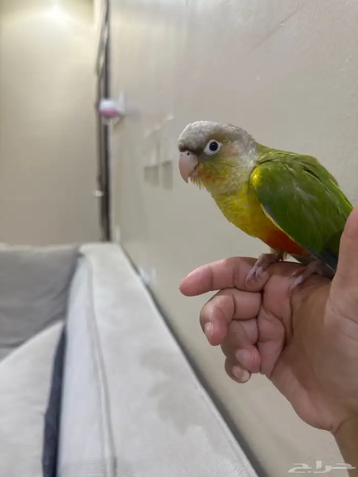 كنيور اناناس اليف 2