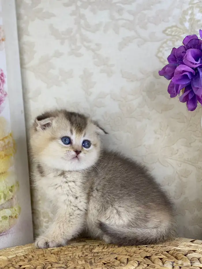 سكوتش فولد مستوى فاخر قطط صغيره قطوه انثى برتش كيتن قطوه قط 8