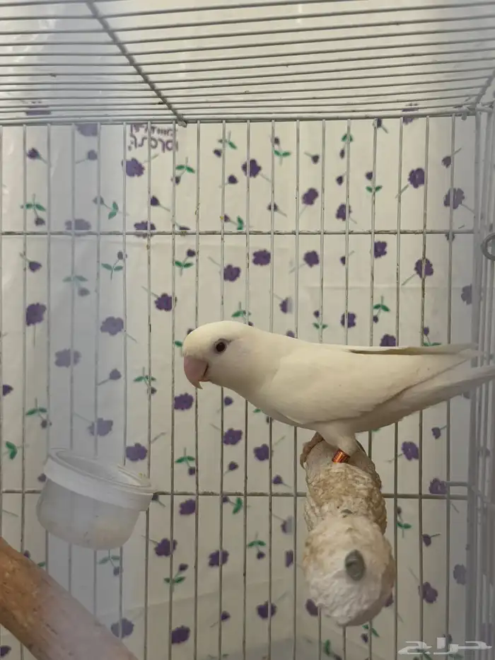 جوزين روز جوز معاه 4 فروخ وجوز معاه 3 فروخ 16