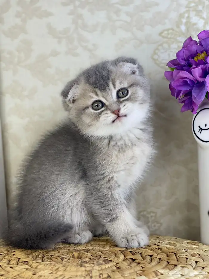 سكوتش فولد مستوى فاخر قطط صغيره قطوه انثى برتش كيتن قطوه قط 10