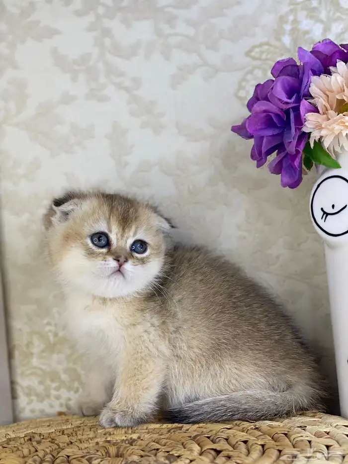 سكوتش فولد مستوى فاخر قطط صغيره قطوه انثى برتش كيتن قطوه قط 13