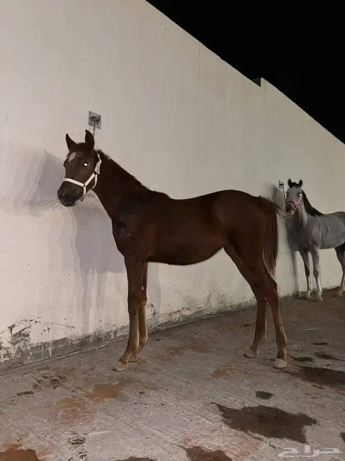 بسم الله ماشاء الله فرس ومهرتها من الفواخر 12