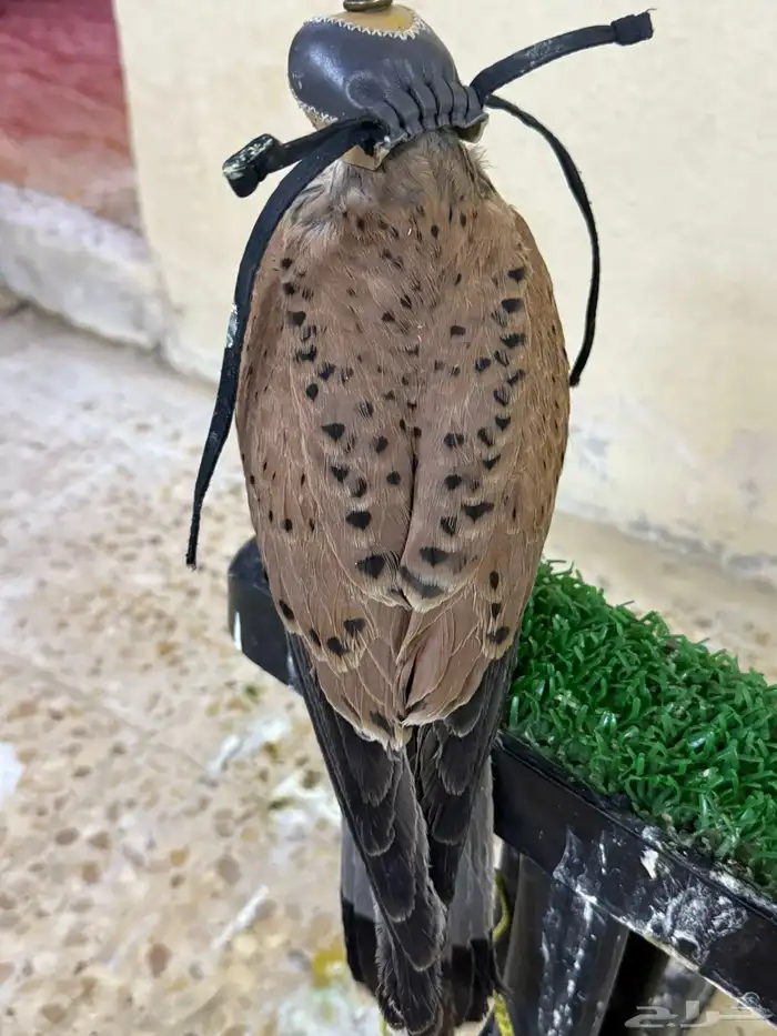 للبيع شبوط 1