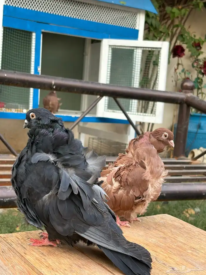 حمام كشكشي - البومه الصيني جوزين 10