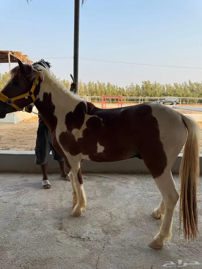 بوني للبيع 4