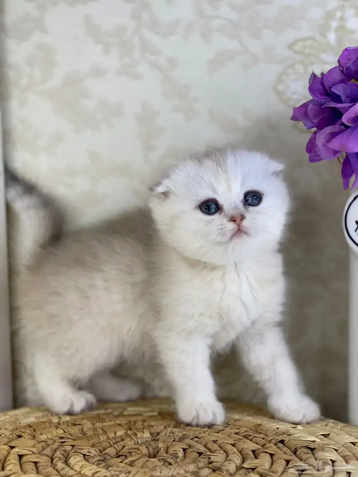 سكوتش فولد مستوى فاخر قطط صغيره قطوه انثى برتش كيتن قطوه قط 7