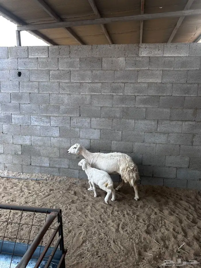 سدس تحتها رخل 5