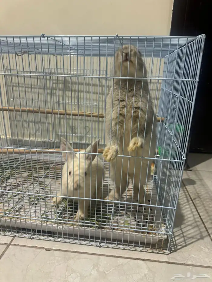 ارانب العمر شهرين 1