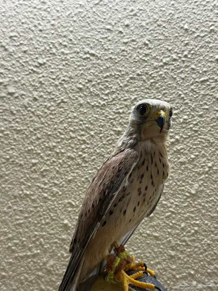 للبيع شبوط 2