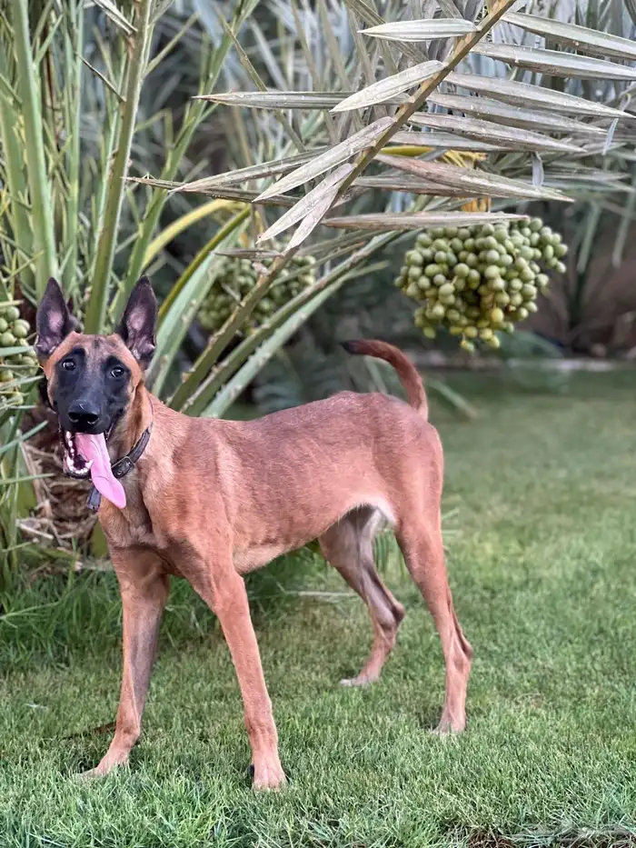 مالينو بلجيكي للبيع 1