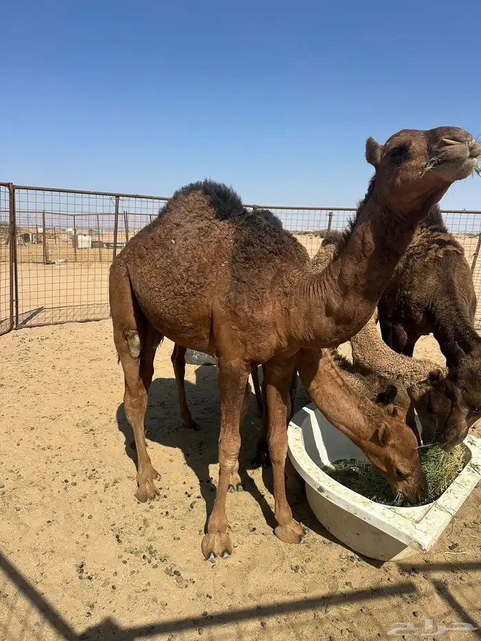 قعود احمر لون وغارب مشروع فحل 0