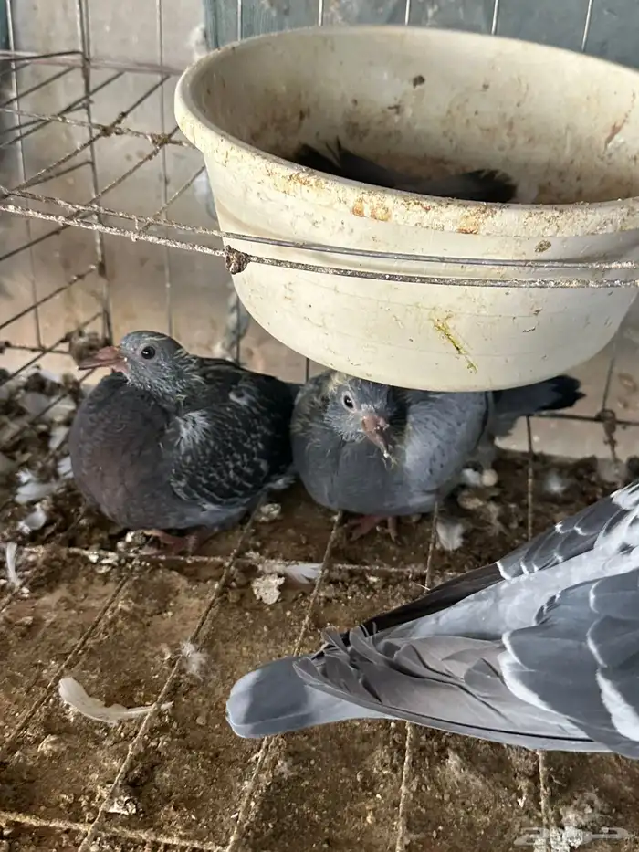 زغاليل زاجل 10