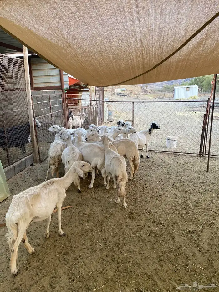 غنم متابيع للبيع 5