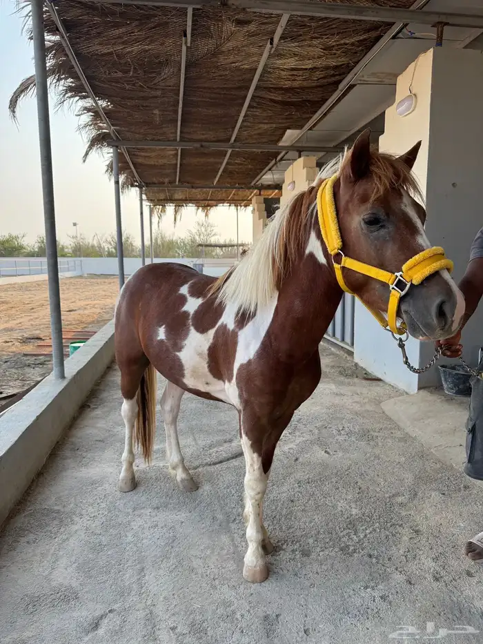 بوني للبيع 3