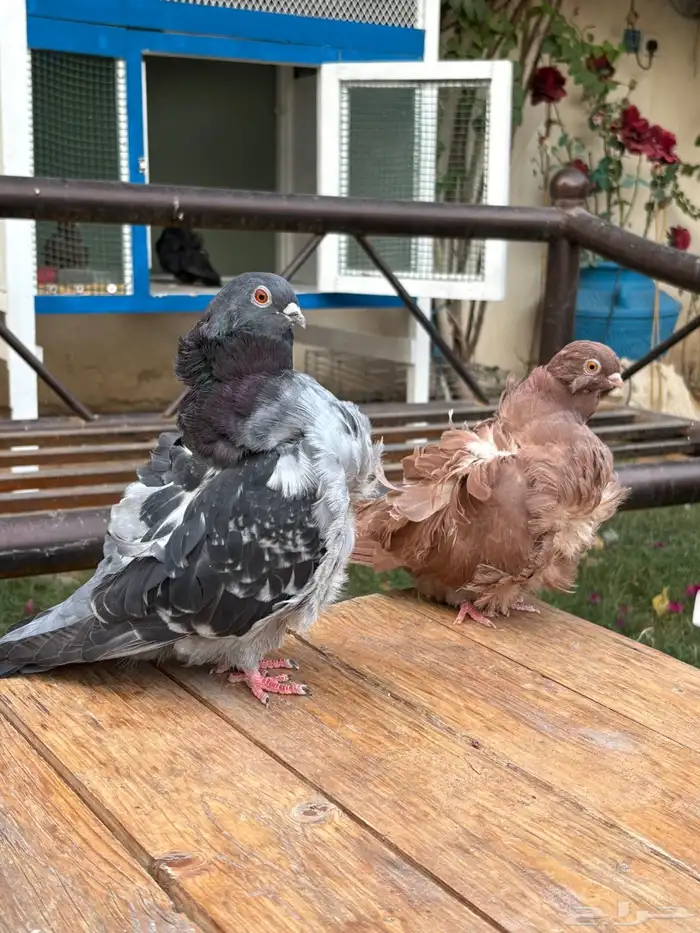 حمام كشكشي - البومه الصيني جوزين 0