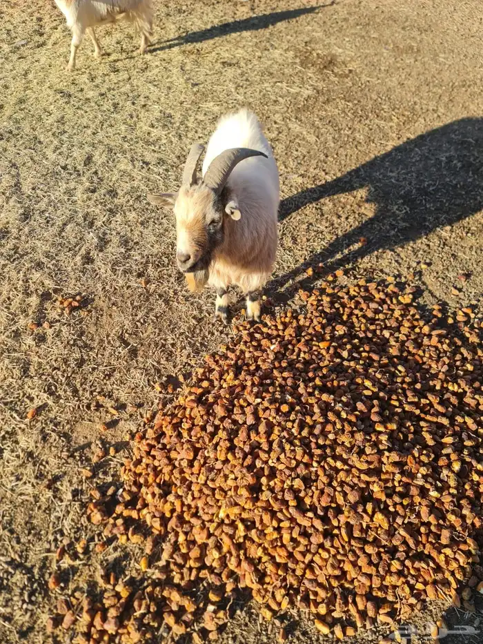 تيس فحل قزمي ابيض 2