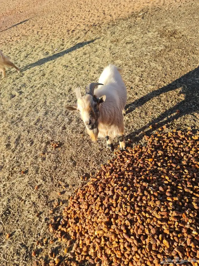 تيس فحل قزمي ابيض 1