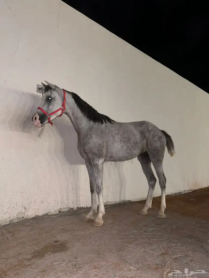 بسم الله ماشاء الله فرس ومهرتها من الفواخر 3