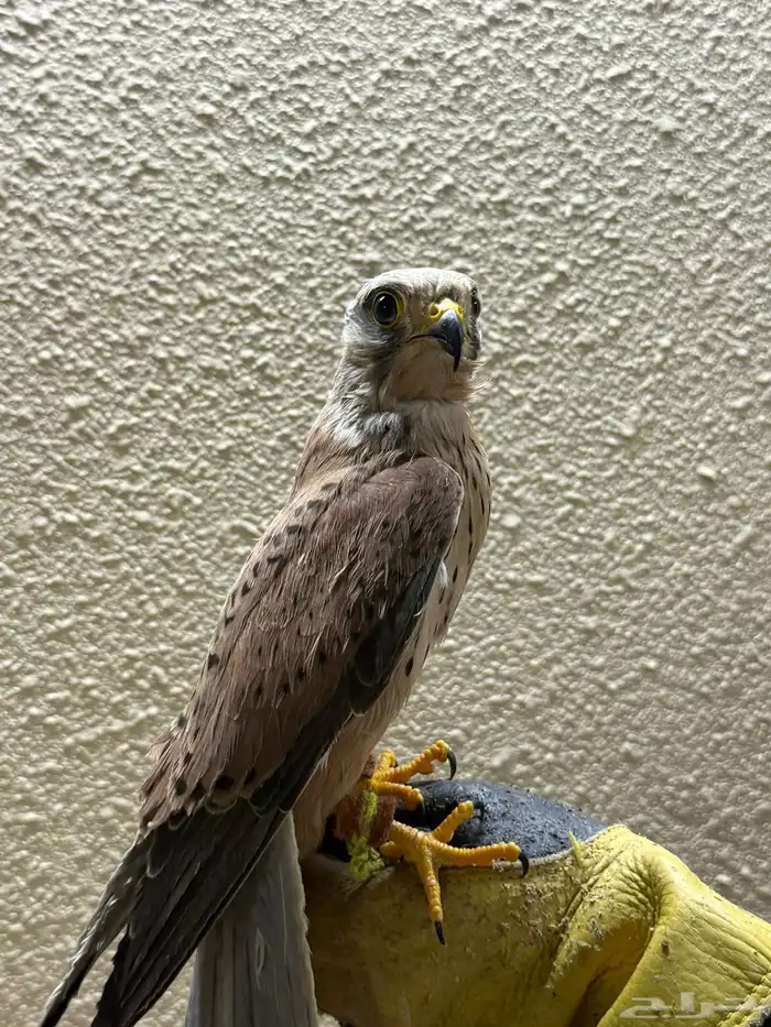 للبيع شبوط 3