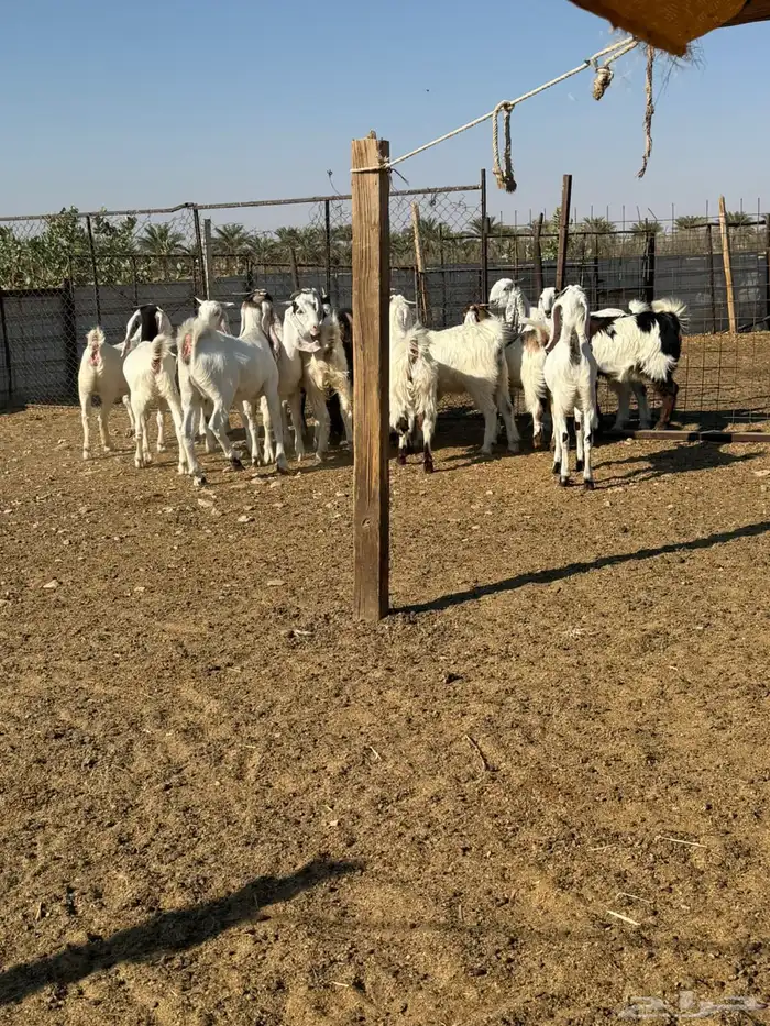 جفرات مشاريك صنف 3