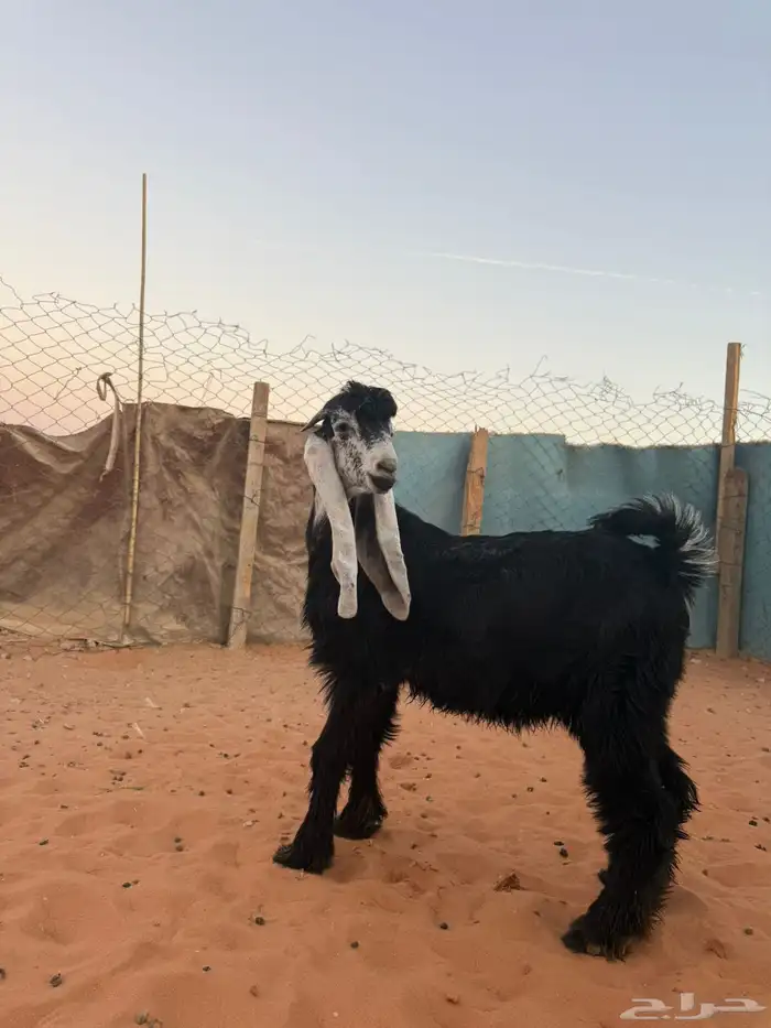 تيس عارضي صنف (مشروع فحل) 1