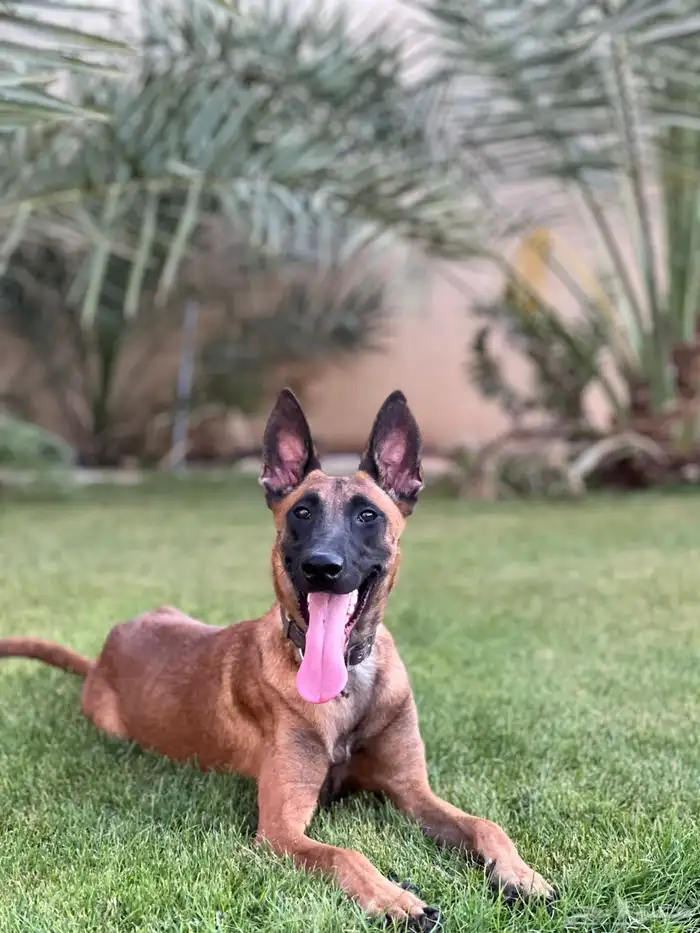 مالينو بلجيكي للبيع 3