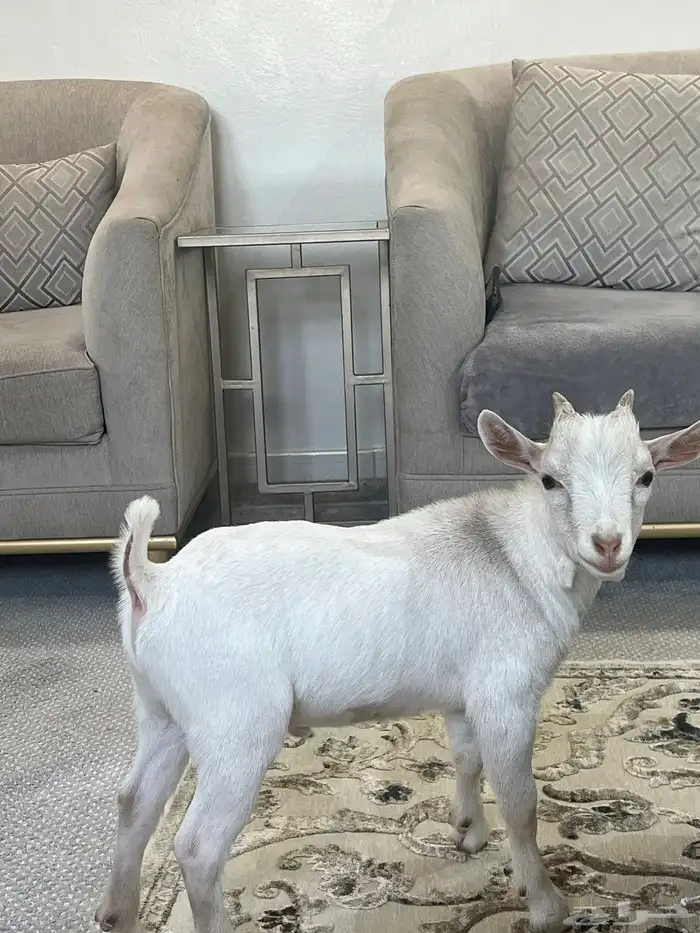 الماعز القزم 1