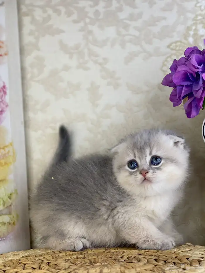 سكوتش فولد مستوى فاخر قطط صغيره قطوه انثى برتش كيتن قطوه قط 1