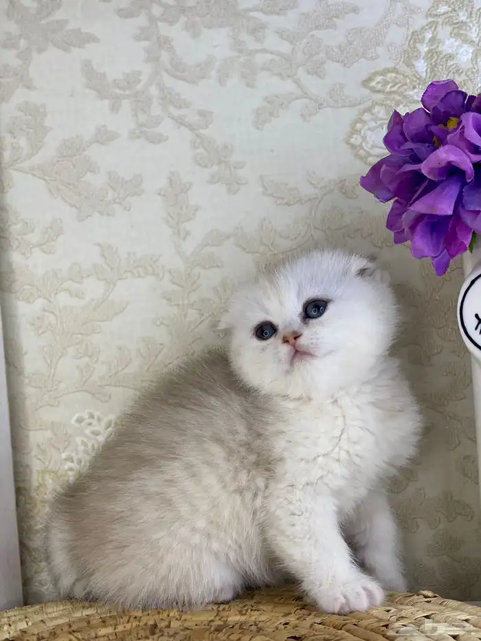 سكوتش فولد مستوى فاخر قطط صغيره قطوه انثى برتش كيتن قطوه قط 6