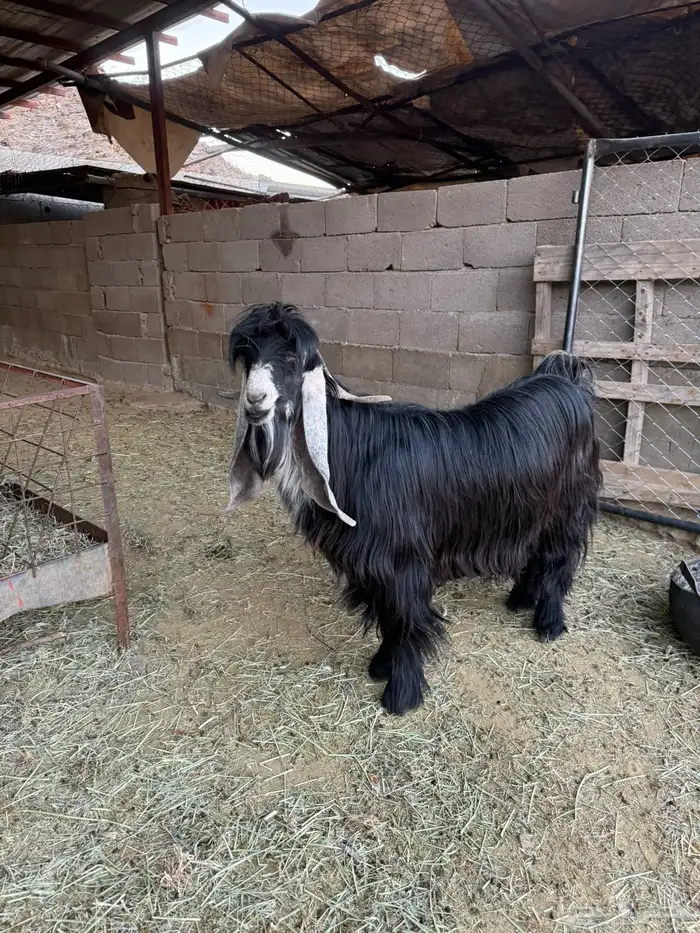 تيس عارضي فحل منتج 1