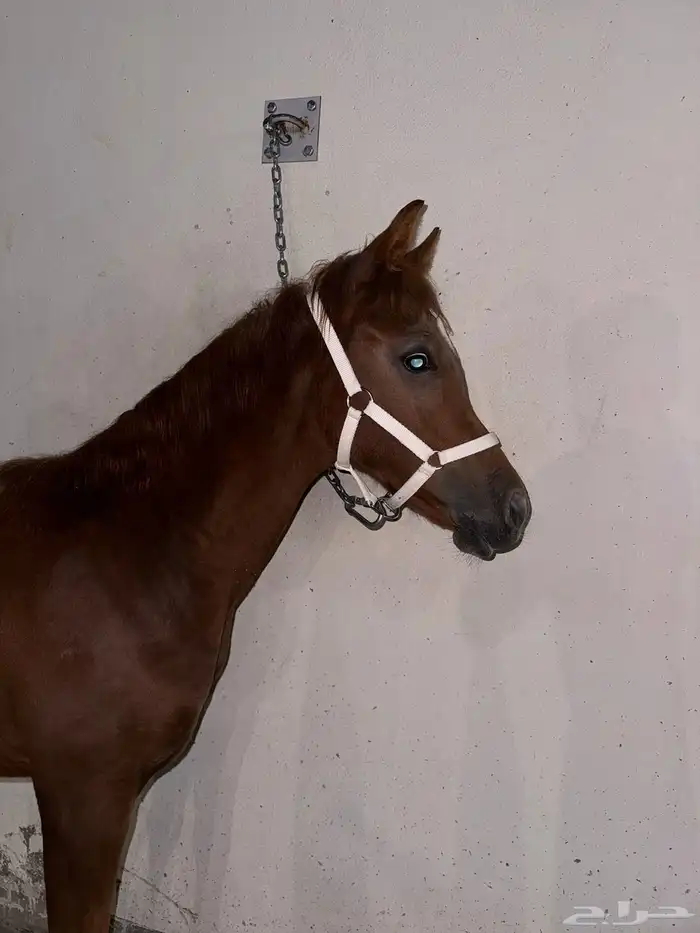 بسم الله ماشاء الله فرس ومهرتها من الفواخر 14