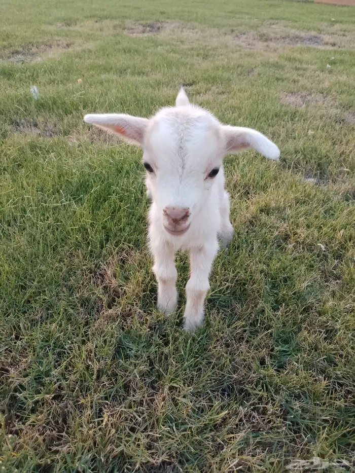 للبيع عناق قزمي تشيكي بيور 14