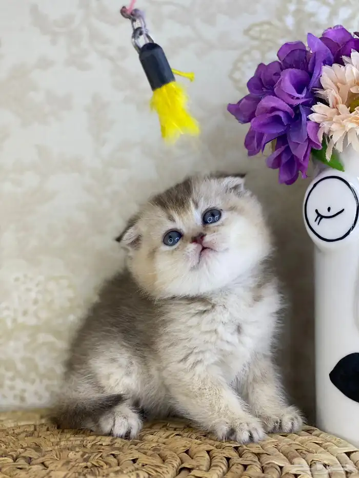 سكوتش فولد مستوى فاخر قطط صغيره قطوه انثى برتش كيتن قطوه قط 9