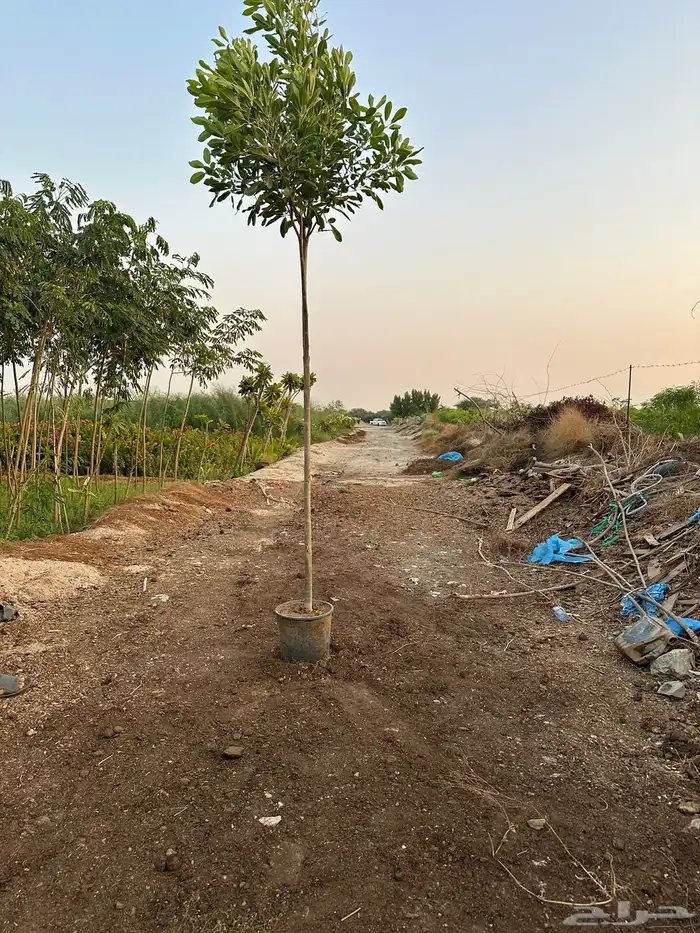 مشتل زراعي لبيع الاشجار بالجملة 3