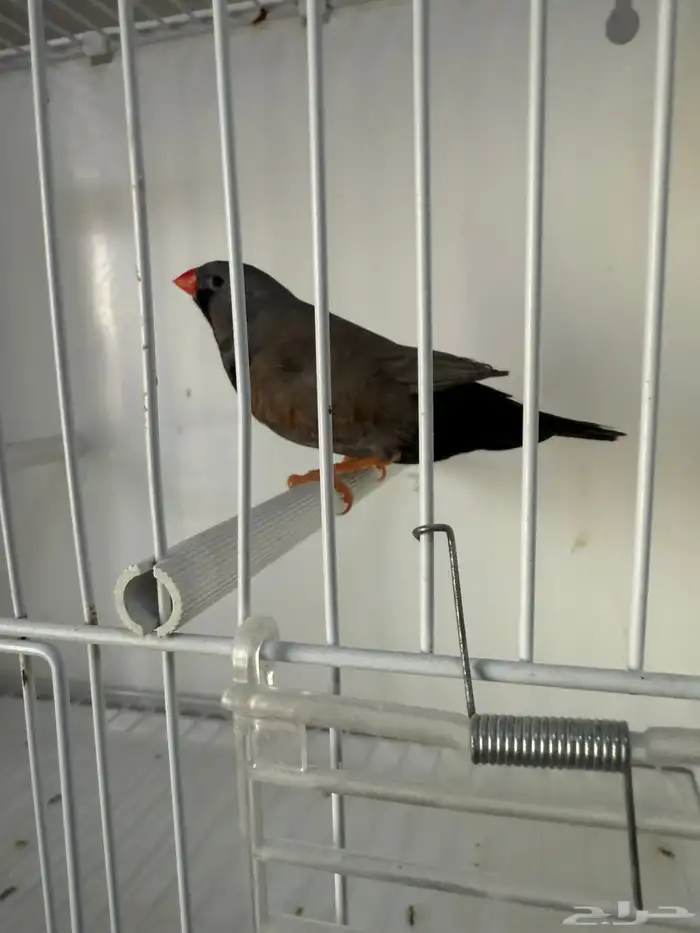 زيبرا شاركول لايت باك 1