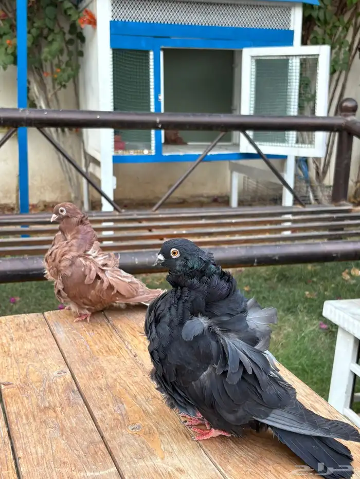 حمام كشكشي - البومه الصيني جوزين 6