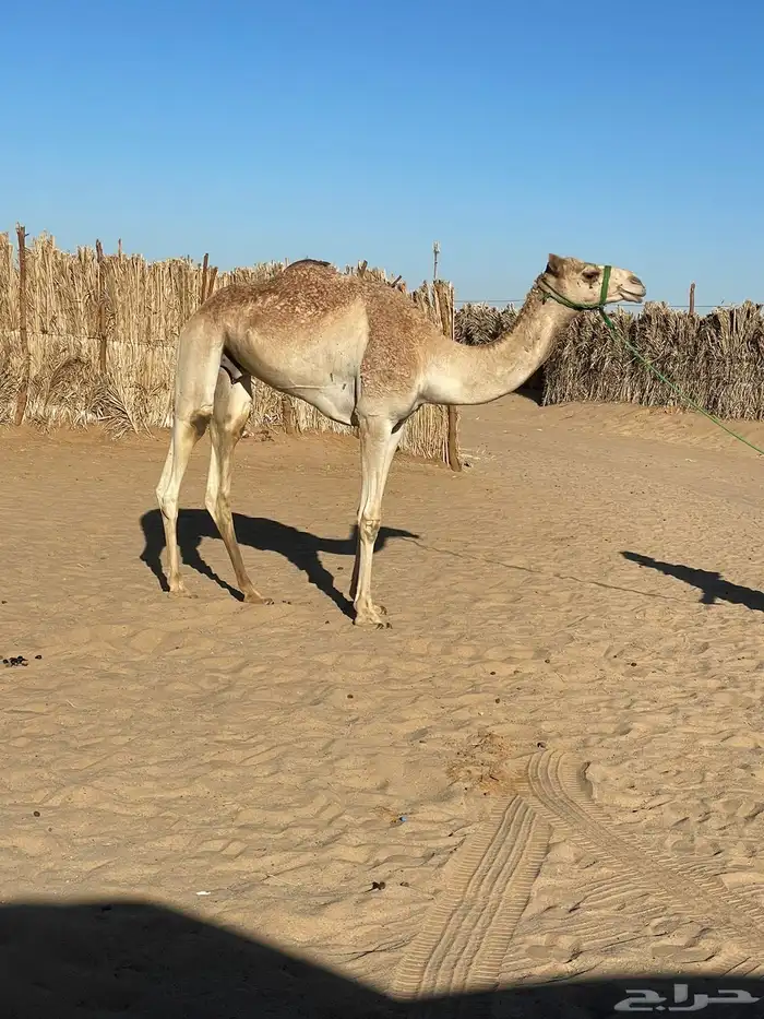 للبيع قعود سبوق هجن 3