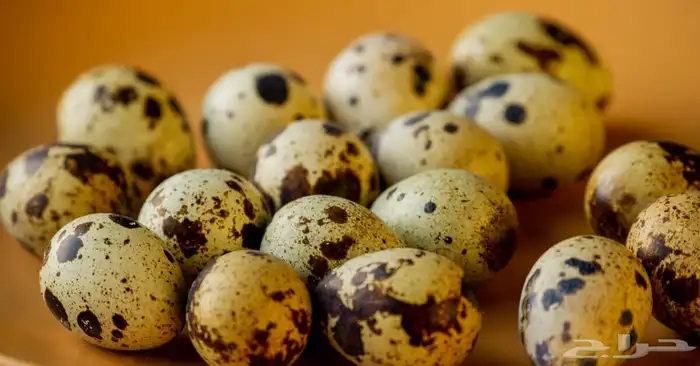 مزارع طائر الرفراف للإنتاج طيور السمان وبيض السمان 5